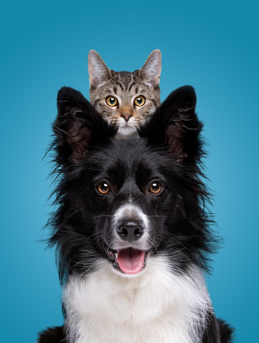 cat & puppy