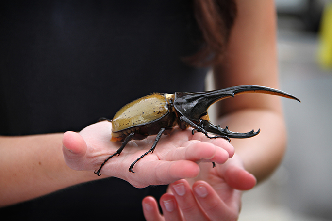 An up close up shot of the Hercules Beetle being held by someone. 