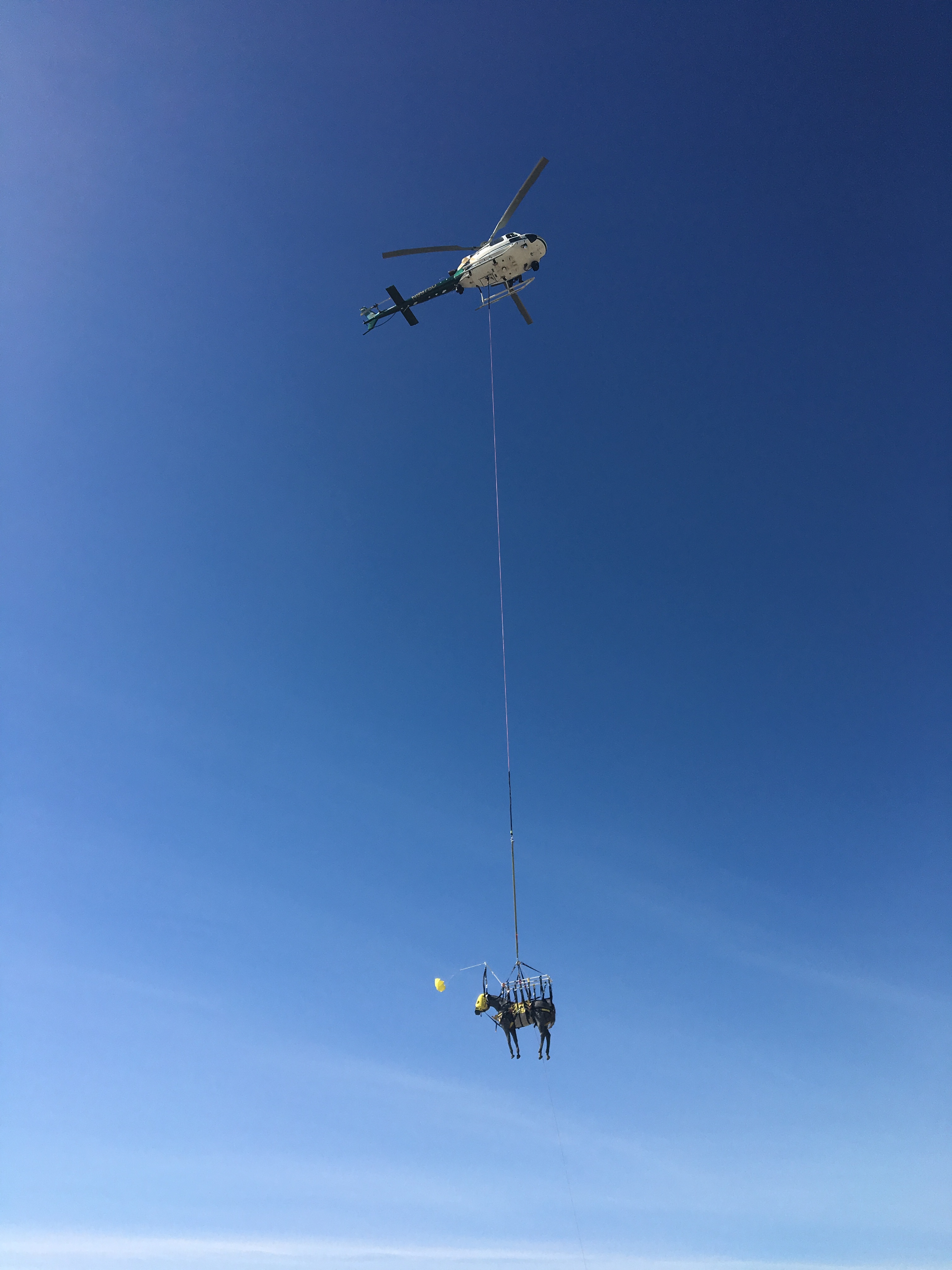 training horse with helicopter