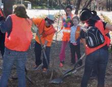 Volunteers Planting Trees 