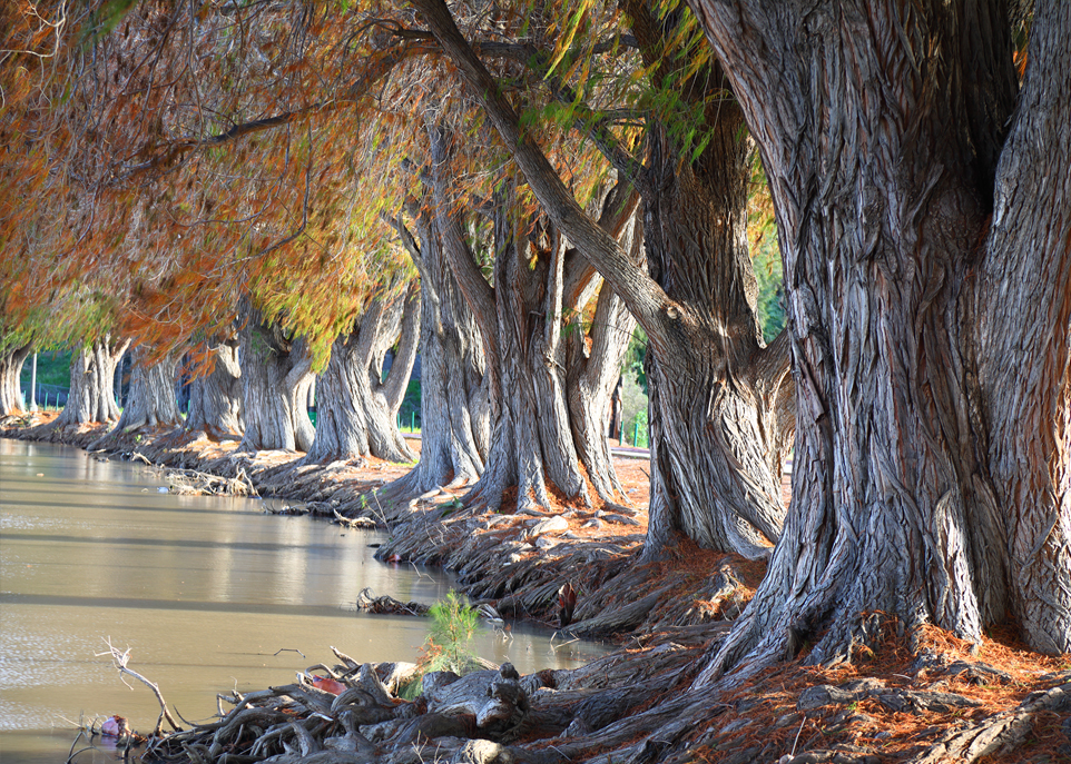 Trees supporting shade and Riverside’s urban forest